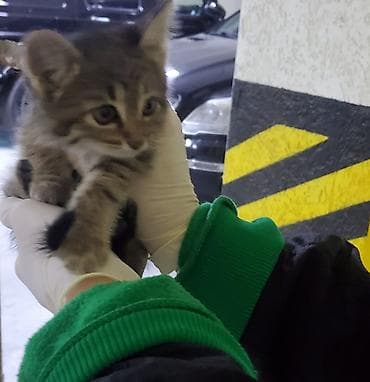 anqora pisik: Tabbi, Erkək, Dişi, Yaxşı əllərə, Ünvandan götürmə, Pulsuz çatdırılma — 4