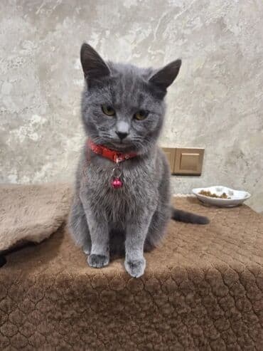 keçi dişi: Dişi, Yaxşı əllərə, Ünvandan götürmə — 2