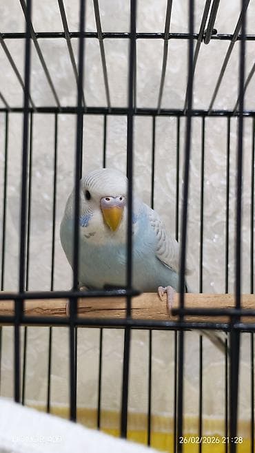 Gəmiricilər: Valnitsi tutuquşulardi bala quşlardi sari quş digərlərindən — 4