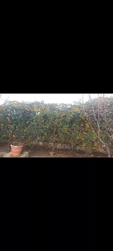 dekorativ agaclarin satisi: Tinglər — 6