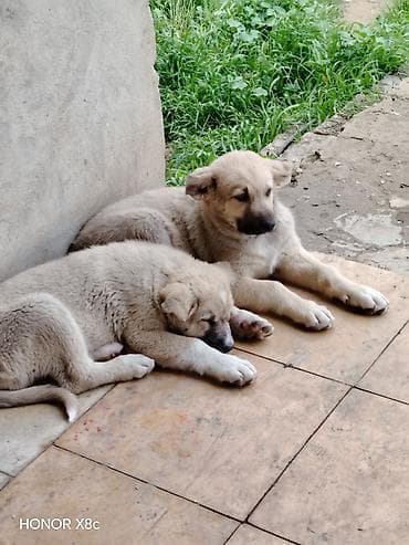 golden iti: İt balaları – iri cins, həyətyanı sahə üçün • Cins/type: Böyük — 1