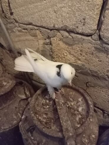 İtlər: Salam 19 tük badam leley qara boyun ərkəy — 5