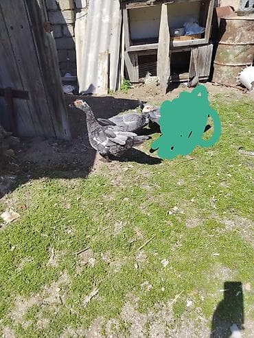 Другие птицы: Şəkildəki Macar sortu Lal ördəklər satılır. 1 dişi 35 manat. Erkək 50 — 4