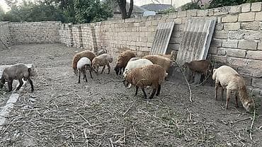 heyvanlarin sekilleri: Erkək, il: 8, 33 kq, Damazlıq, Ətlik, Ödənişli çatdırılma — 1