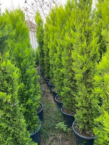 🌿 Satılır – Dekorativ Həyət və Bağ Bitkiləri 🌳 Həyət və bağların