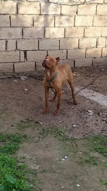 Pitbul, 2 il, Erkek, Ünvandan götürmə