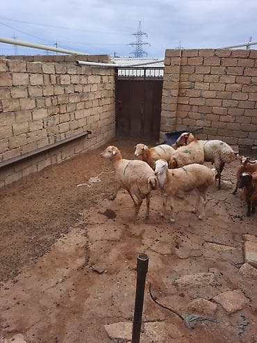 coban iti adları: Quzu və qoyunlar – yerli ətlik sürü - Növ: yerli ətlik qoyunlar — 1