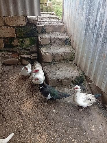pekin urdeg: Her sort ordeylermiz satışı ve yumrta satsi varmzdr — 3