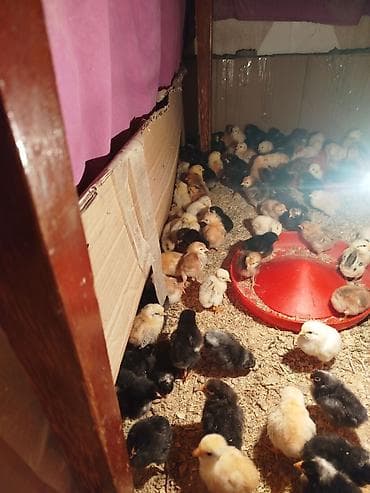 it yemləri: Toyuq cücələri, Damazlıq — 2