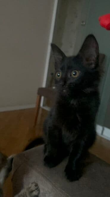 maraqli pişik adları: Dişi, Yaxşı əllərə, Ünvandan götürmə — 6