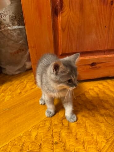 Erkək, Yaxşı əllərə, Ödənişli çatdırılma, Rayonlara çatdırılma, Ünvandan götürmə lalafo.az -da Erkək, Yaxşı əllərə, Ödənişli çatdırılma, Rayonlara çatdırılma, Ünvandan götürmə