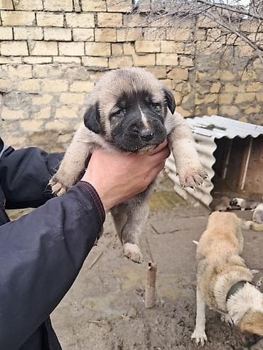 dişi alabay: Kanqal, Dişi — 2