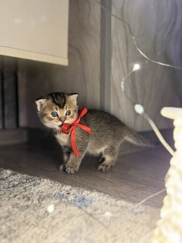 Gəmiricilər: Qızıl şinşilla, Erkək — 2