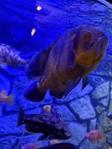 сколько стоит аквариум: Аквариум - 2 м ( 7,000 Манат Цена — 10