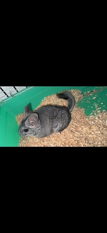 ev itleri balaca: Çinçilla – şinşilla (boz rəng) - Növ: Ev heyvanı, şinşilla - Rəng — 4