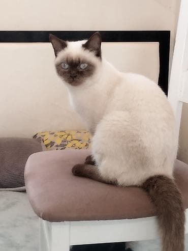 şirin pişik: Siam — 1