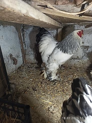 Keçilər, çəpişlər: Toyuq, Brama, Damazlıq — 5