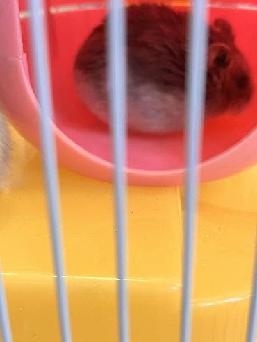 heyvanlar ucun mallar: Cunqarik üçün tam dəst qəfəs

Cunqarikler qefesle birlikde verilir — 9