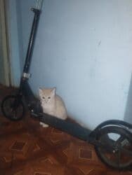 moped qiymətləri: - Tip: Mexaniki, ayaqla itələnən skuter 15 yaşa qeder usaglar üçün — 1