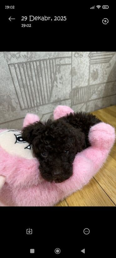 pudel it satisi: Pudel, 2 ay, Erkek — 4