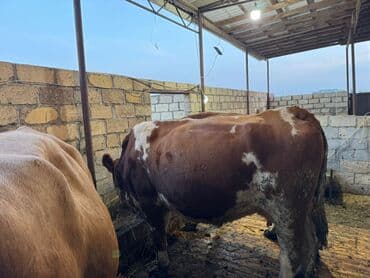 inək öd daşı: Temiz smental disi bogaz heyvanlardi tam saglam.avustralya smentali — 3