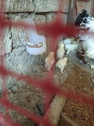 toyuq sortları: Toyuq, Brama, Damazlıq, Ödənişli çatdırılma — 7