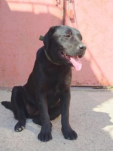 saf su: Labrador-retriver, Erkek — 1