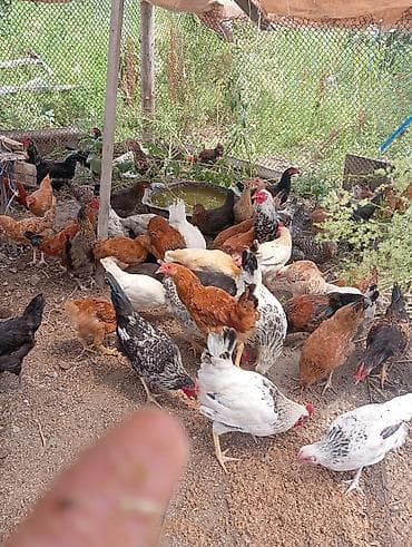 xacmaz heyvan bazari: Salam. 6 aylig kənd çolpalari satılır 40 denedir. hamsin alana — 3