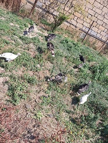 əbabil quşu: Məhsul: Hind toyuğu balaları salam heyet şəraitində böyümuş hinduşqa — 7
