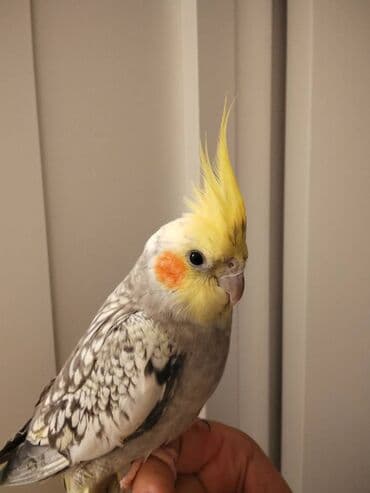 hazır hicablar: Tutuquşu Korella satılır Salam adı chipsidi öz qusumdu balacaliqdan — 2