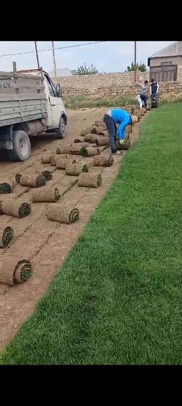 yonca toxum: Qazon çatrlma qurasdirma torf gubresinn satişi butun yasiliqa aid — 4