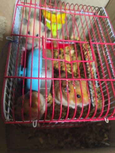 evde tisbaga saxlamaq: Oynağan hemısdırlar endirimdə olur ünvandan götürülme herşeyin verirəm — 3