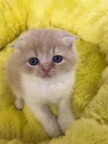 pişiy adlari: Şotland yastı qulaq — 5