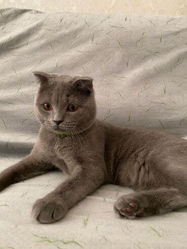 сколько стоит британский котёнок: Британская — 2