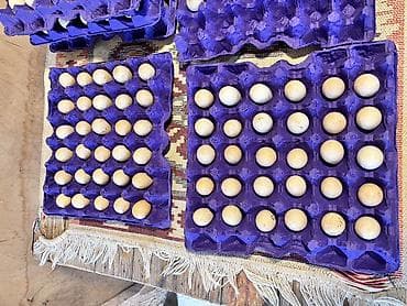 baliq topdan satis: Kəklik yumurtaları mayalı yumurtalardı 1.50 azn — 3