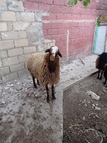 qaradolaq qoyun: Erkək, il: 1, 70 kq, Ünvandan götürmə — 4