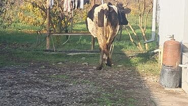 südlük inək: Birinci qarına doğub balasız satılır Sağım aparatla satılır — 4