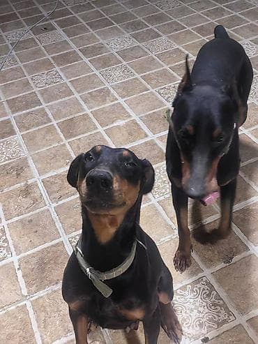 pulsuz it satilir: Doberman, Pulsuz çatdırılma — 3