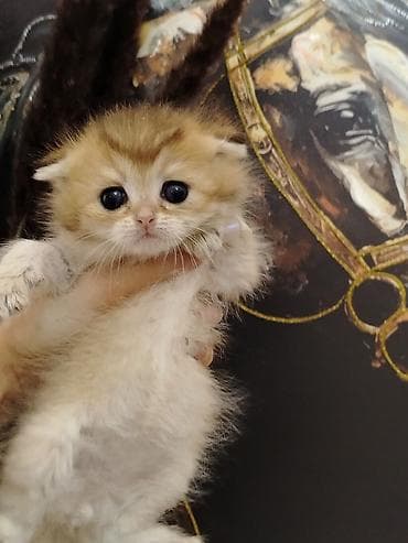 С/х животные и товары: Шотландская — 10