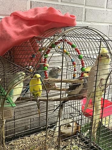 sumqayit papuqay: Məhsul: 1 dişi,1 erkək Korellaj və papuqaylar var. Korellanın 1 i — 3