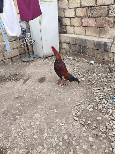 Heyratı xoruz döyüş xoruzudur heç bir yenilgisi yoxdur biri 2 yaş