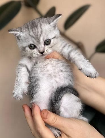 ordek sekilleri: Britan — 8