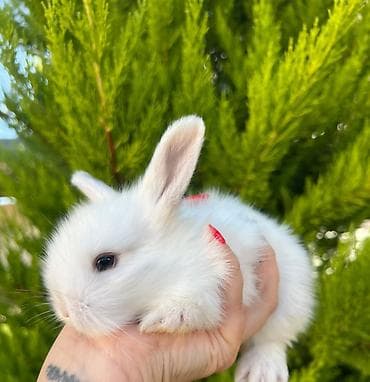 pişik şekli cekmek: Salam əziz dostlar, bizdə hər növ dovşan var. Bunlar dovşanların öz — 10