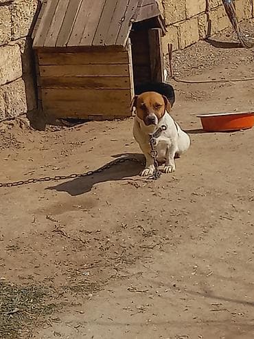 lalafo ev heyvanlari: Cek rassel teryer, 2 il, Dişi — 5