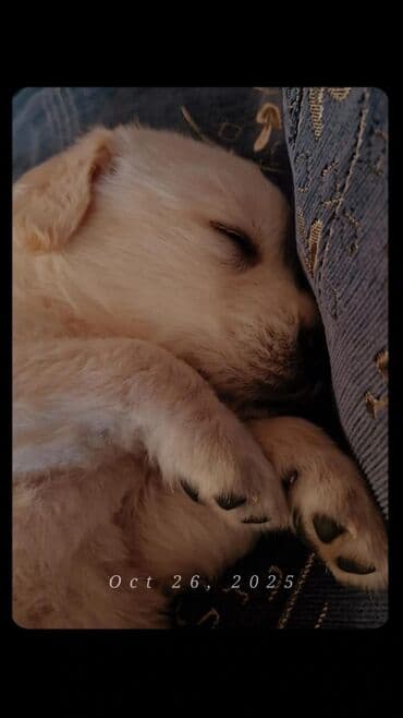 bala afcarka: Retriever, Erkek, Peyvəndli, Pulsuz çatdırılma — 3