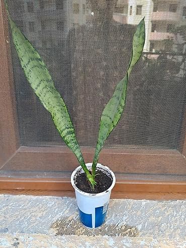 Комнатные растения: Sansevieria (Qayın dili) – otaq bitkisi - Növ: Sansevieria — 1