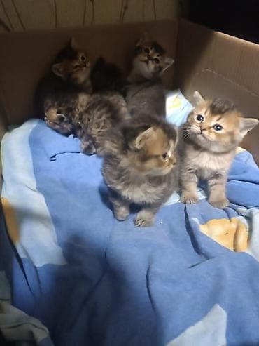 Gəmiricilər: Erkək, Dişi, Yaxşı əllərə, Ünvandan götürmə, Pulsuz çatdırılma, Ödənişli çatdırılma — 6