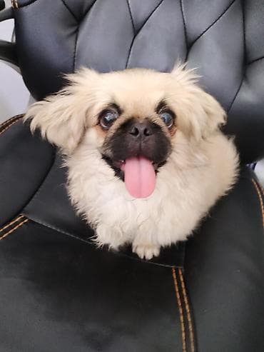 Pekines