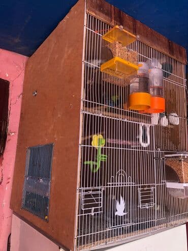 Digər heyvanlar: 3erkek 3disi hazir yuvalari var hamisin + elave 1boyuk qefes hediyye — 2