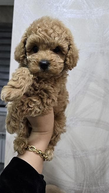 xaski iti satisi: Ödənişli çatdırılma — 2